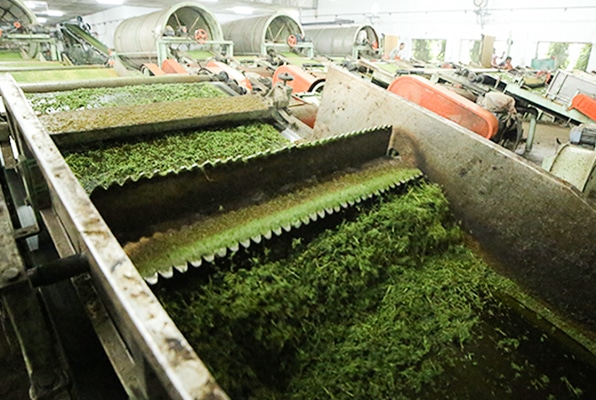 Solar Solutions for Tea Factories